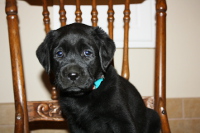 black_lab_puppy