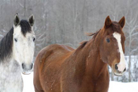 horses in snow