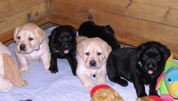 lab puppies